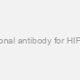 Monoclonal antibody for HIF1 alpha
